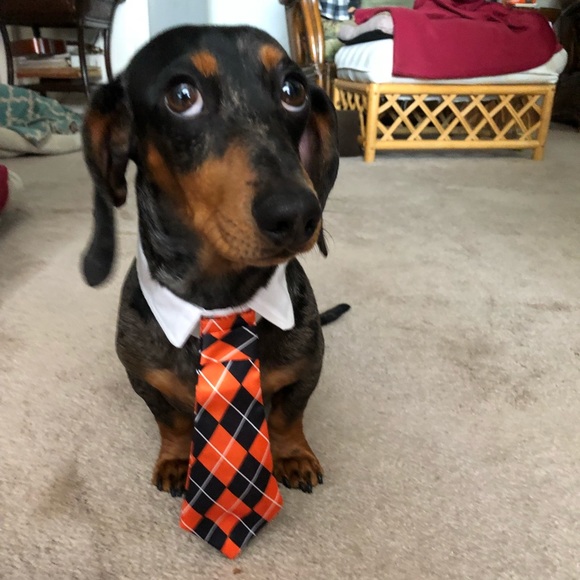 Bandits ready - Picture 1 of 1